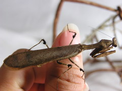 Epaphrodita musarum