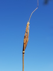 Diheteropogon amplectens