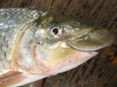 Ichthyoelephas longirostris