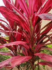 Cordyline fruticosa