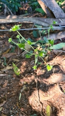 Elephantopus angustifolius