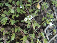 Stellaria alsine
