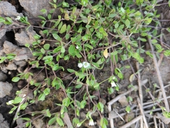 Stellaria alsine