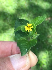 Calyptocarpus vialis