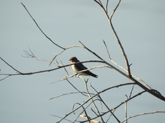Alopochelidon fucata