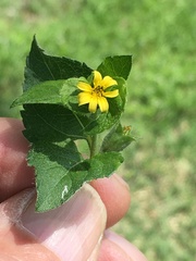 Calyptocarpus vialis