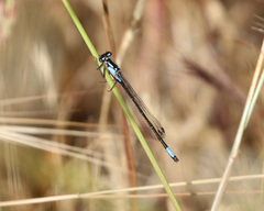 Zoniagrion exclamationis