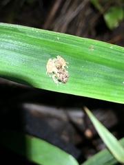 Pristimantis prolatus