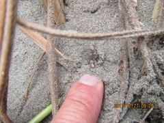 Scotophaeus pretiosus