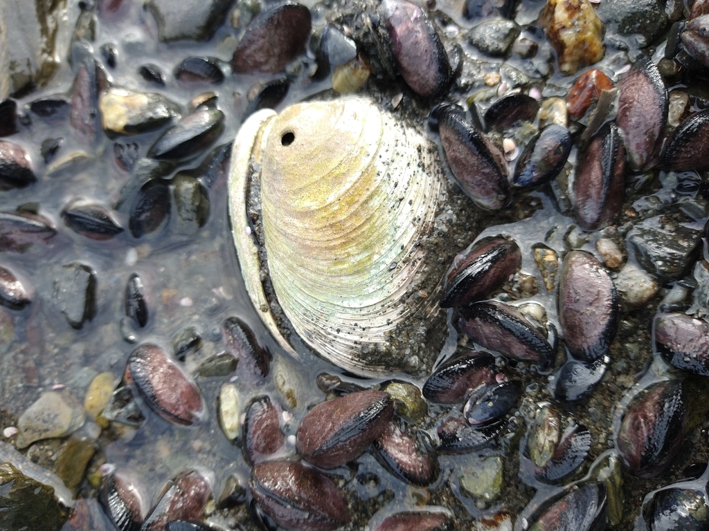 Ring Clam