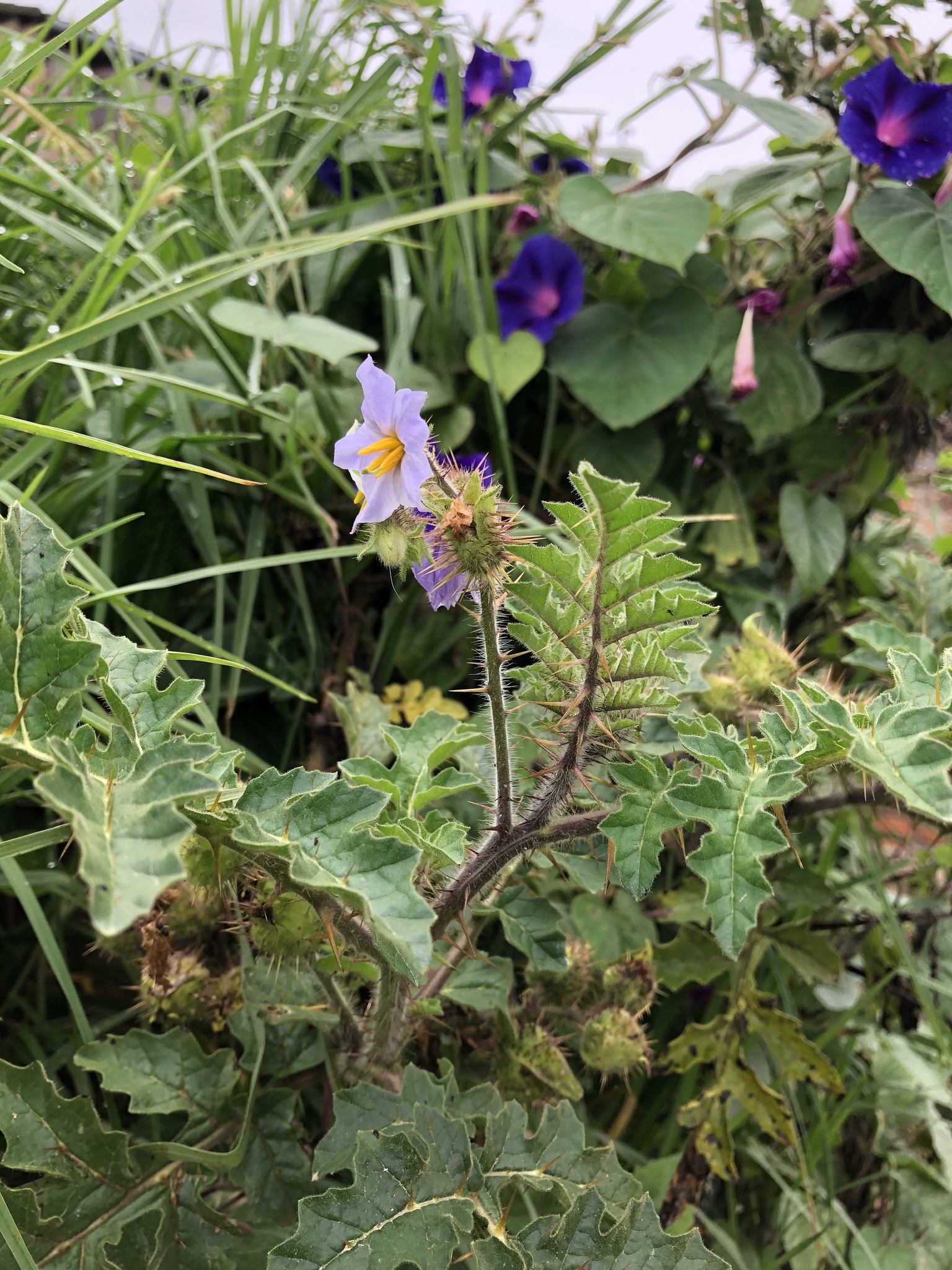 Solanum sisymbriifolium image
