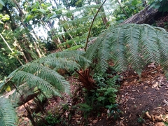 Sphaeropteris lepifera