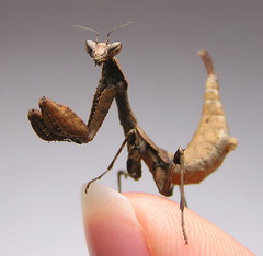 Epaphrodita musarum