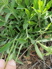 Silene lemmonii