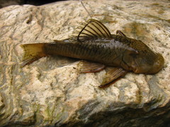 Chaetostoma