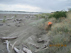 Scotophaeus pretiosus