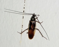 Supella dimidiata