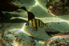 Diplodus hottentotus