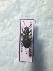 Elaphrus fuliginosus