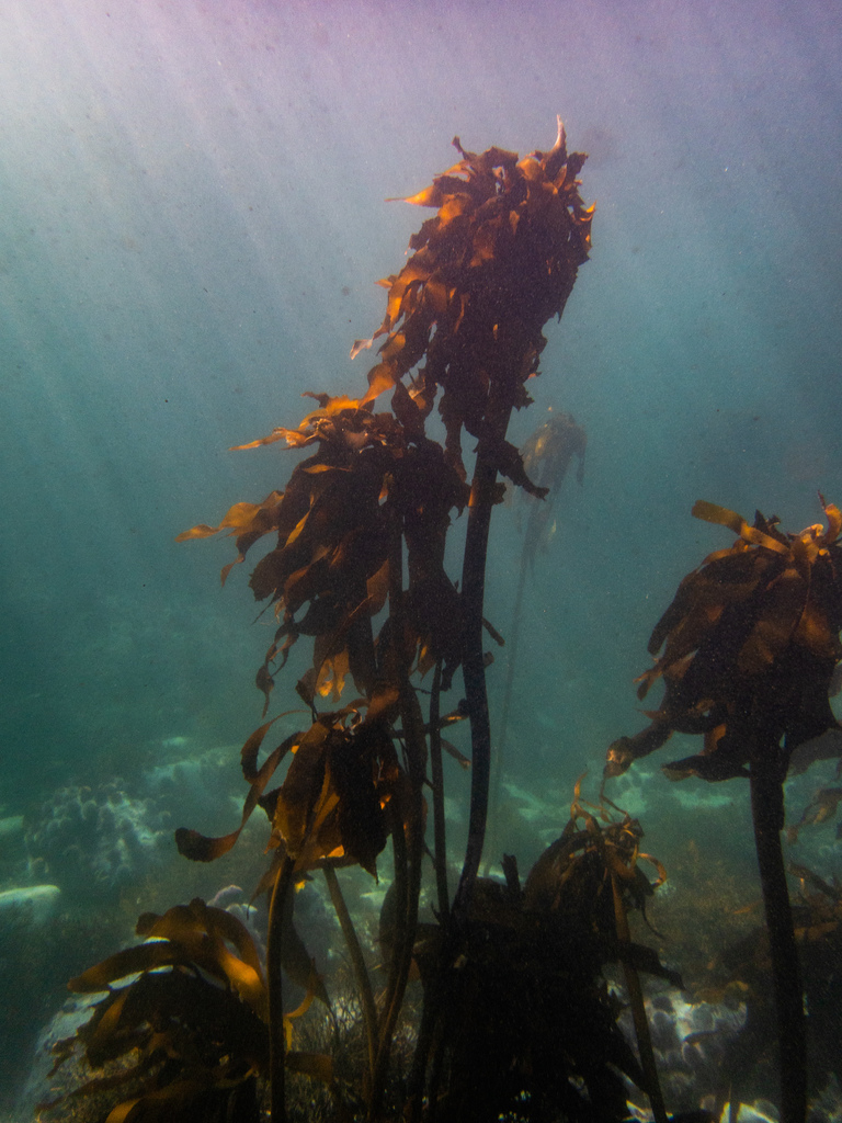 Sea bamboo