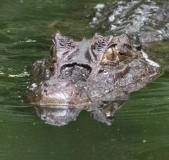 Caiman crocodilus image