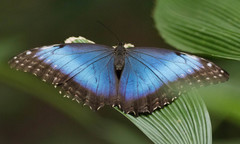 Morpho helenor narcissus