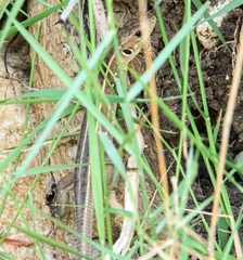 Lacerta trilineata major