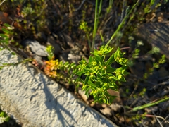 Euphorbia taurinensis