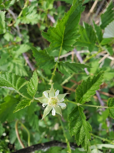 Whitebark Raspberry