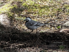 Motacilla alba