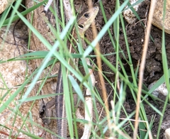 Lacerta trilineata major