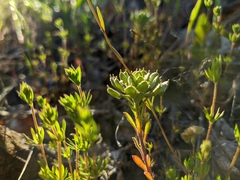 Alyssum umbellatum
