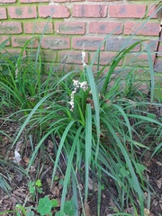 Chlorophytum saundersiae