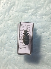 Elaphrus fuliginosus