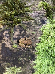 Pristimantis altamazonicus