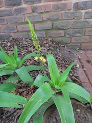 Bulbine latifolia latifolia