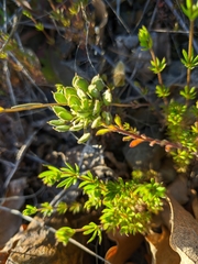 Alyssum umbellatum