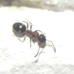 Dolichoderus quadripunctatus