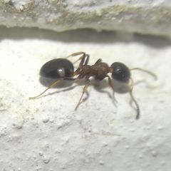 Dolichoderus quadripunctatus