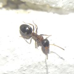 Dolichoderus quadripunctatus