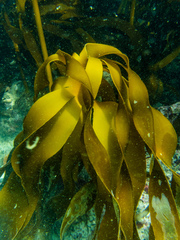 Laminaria pallida