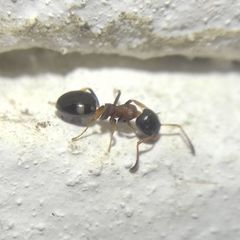 Dolichoderus quadripunctatus