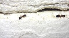 Dolichoderus quadripunctatus