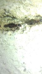 Dolichoderus quadripunctatus