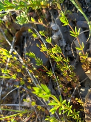 Galium tenuissimum