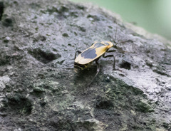 Chauliognathus distinguendus