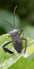 Acanthocephala alata image
