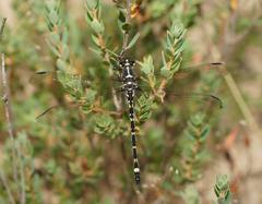 Eusynthemis brevistyla