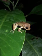 Pristimantis altamazonicus