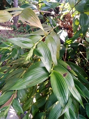 Elleanthus capitatus